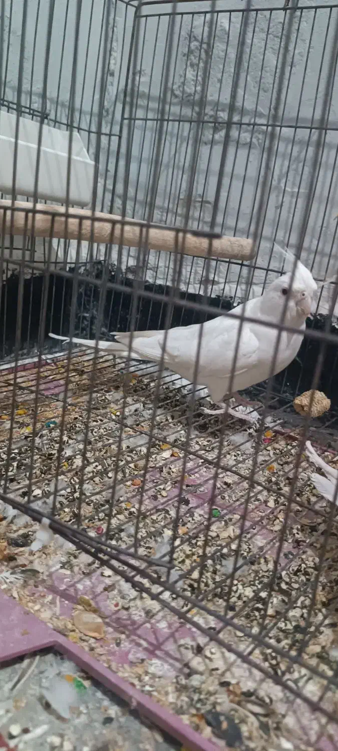 طوطی ماده البینو|پرنده|اندیمشک, |دیوار