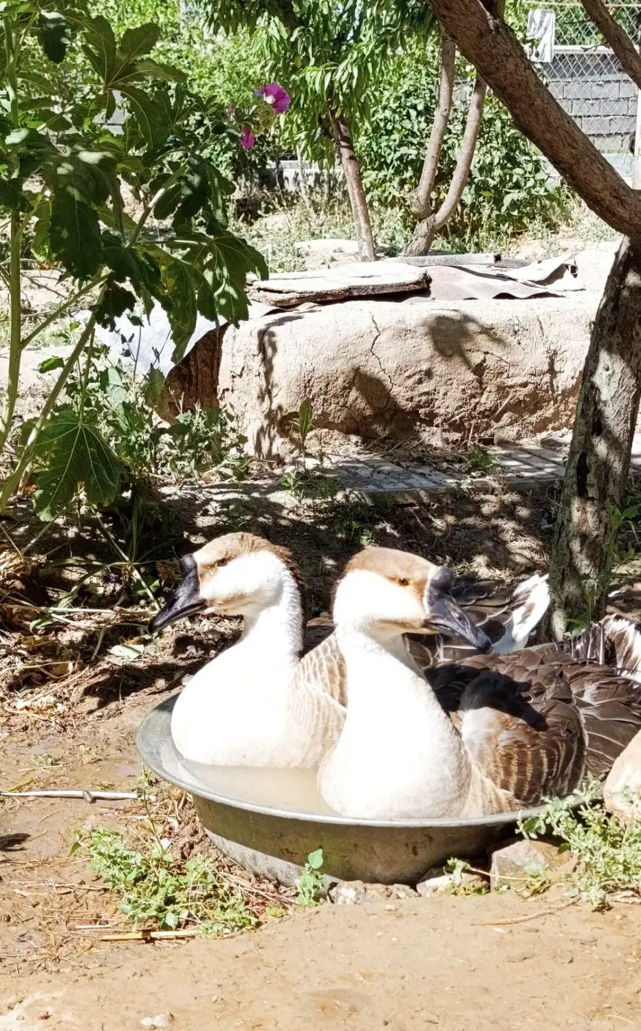 فروش یک جفت قو غاز اکراینی|حیوانات مزرعه|بیرجند, |دیوار