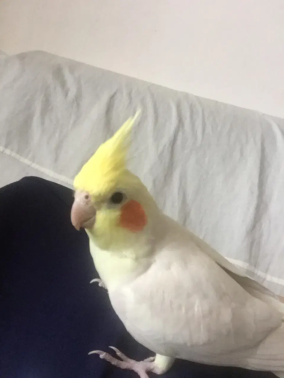 گمشده عروس هلندی|حیوانات|اندیمشک, |دیوار