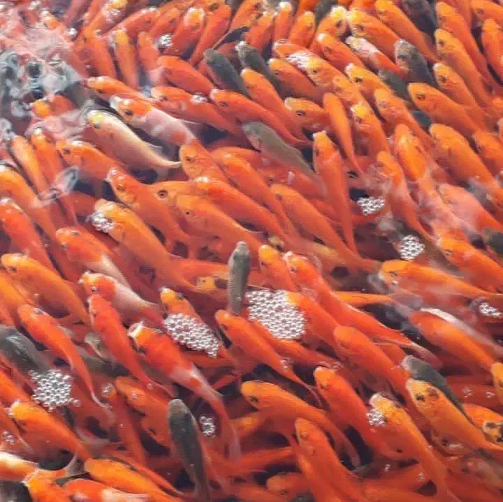 ماهی قرمز شب عید|ماهی|بجنورد, |دیوار