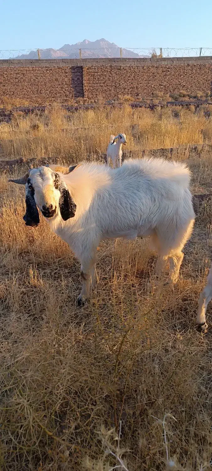 نری پاکستانی|حیوانات مزرعه|ماهان, |دیوار