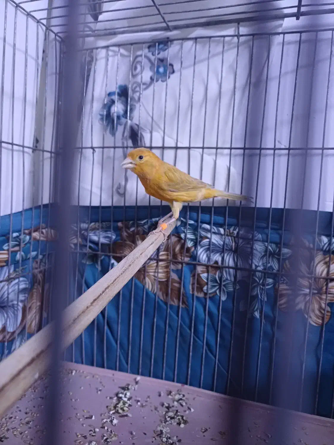 قناری نر ۴ ماهه|پرنده|کرمان, |دیوار