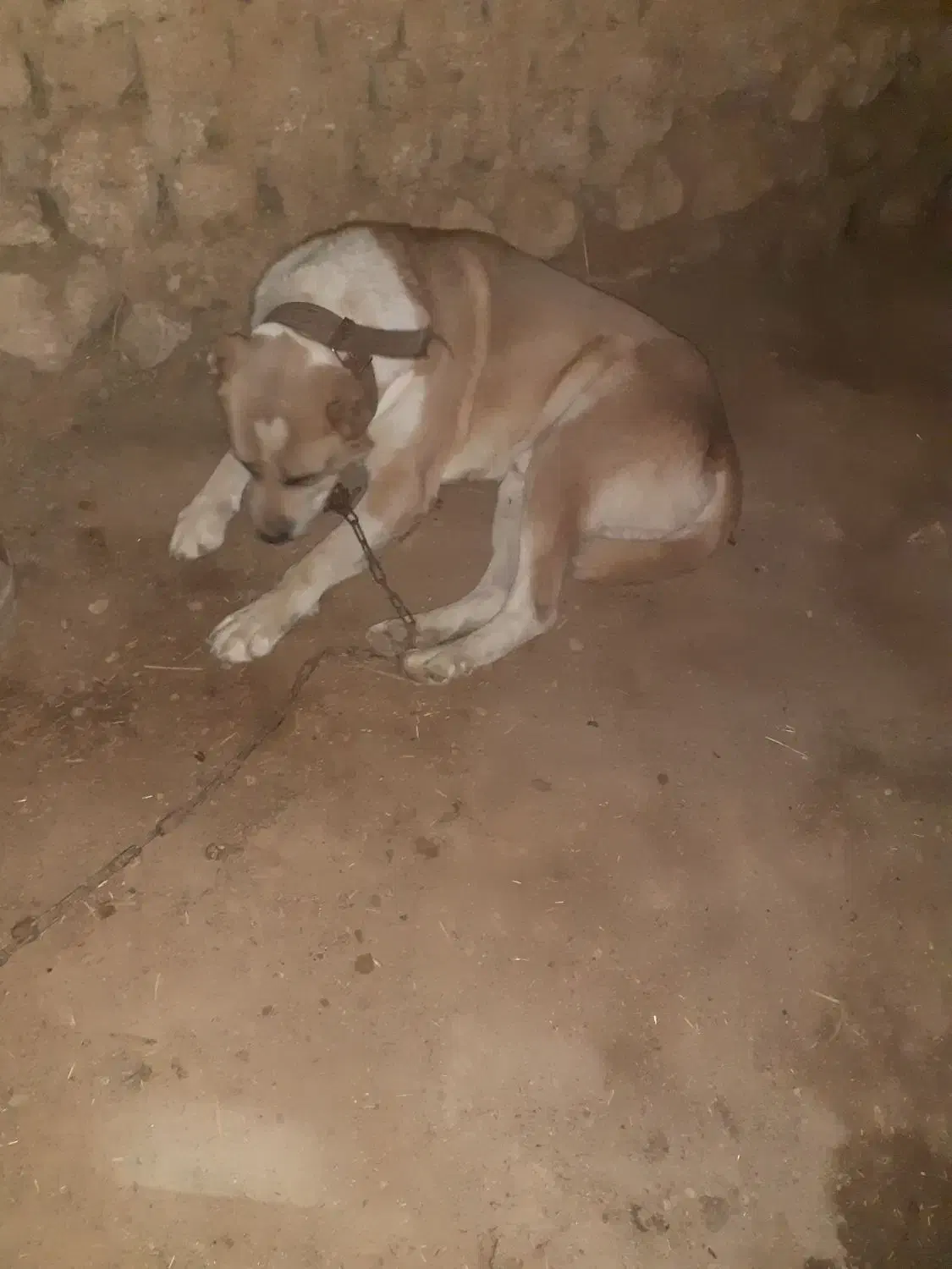 سگ گوسفندی|سگ|شیروان (خراسان), |دیوار