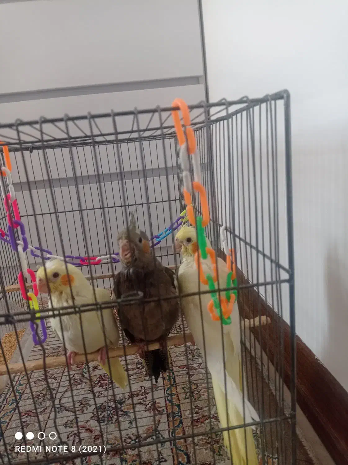 عروس هلندی نوزاد دونه ای600تومان|پرنده|تهران, هفده شهریور|دیوار