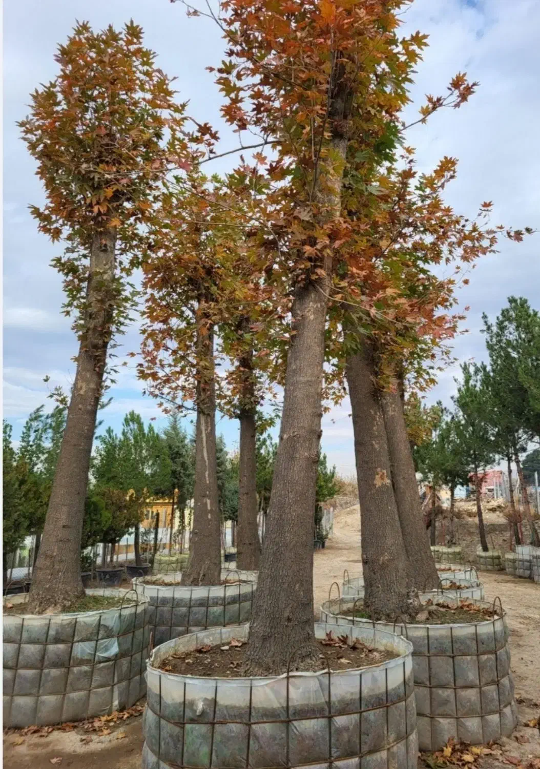 گرفتن پایان کار شهرداری|خدمات باغبانی و درختکاری|تهران, آهنگ|دیوار