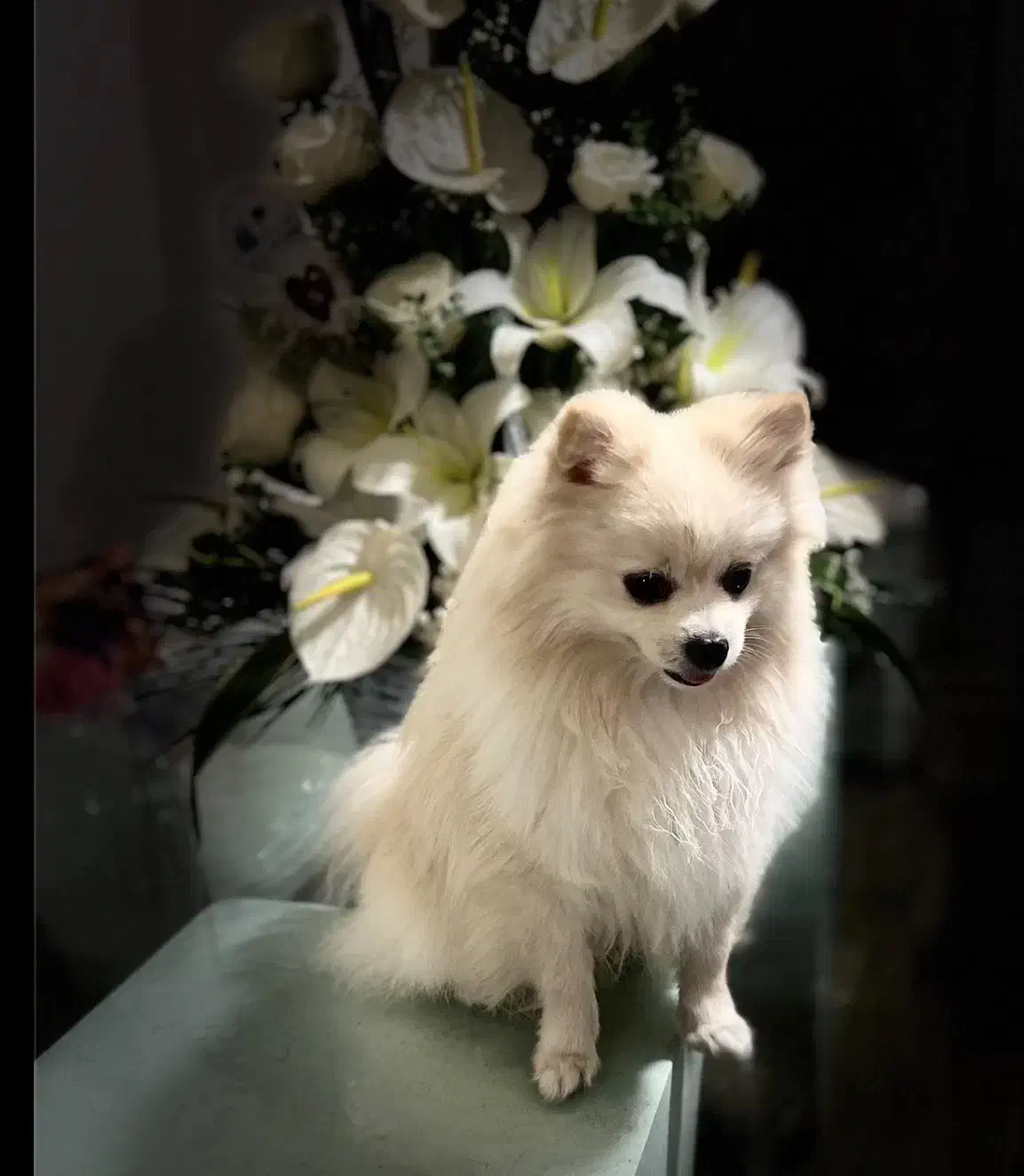 یک عدد سگ نر پامرین|سگ|کرج, عظیمیه|دیوار