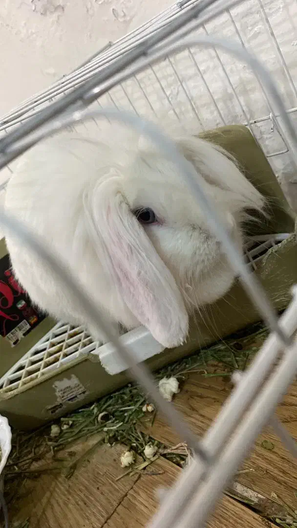 خرگوش لوپ ماده|موش و خرگوش|تبریز, |دیوار