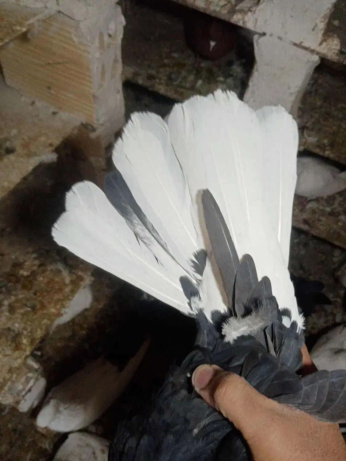 کبوتر سیاه دم سفید|پرنده|میانه, |دیوار