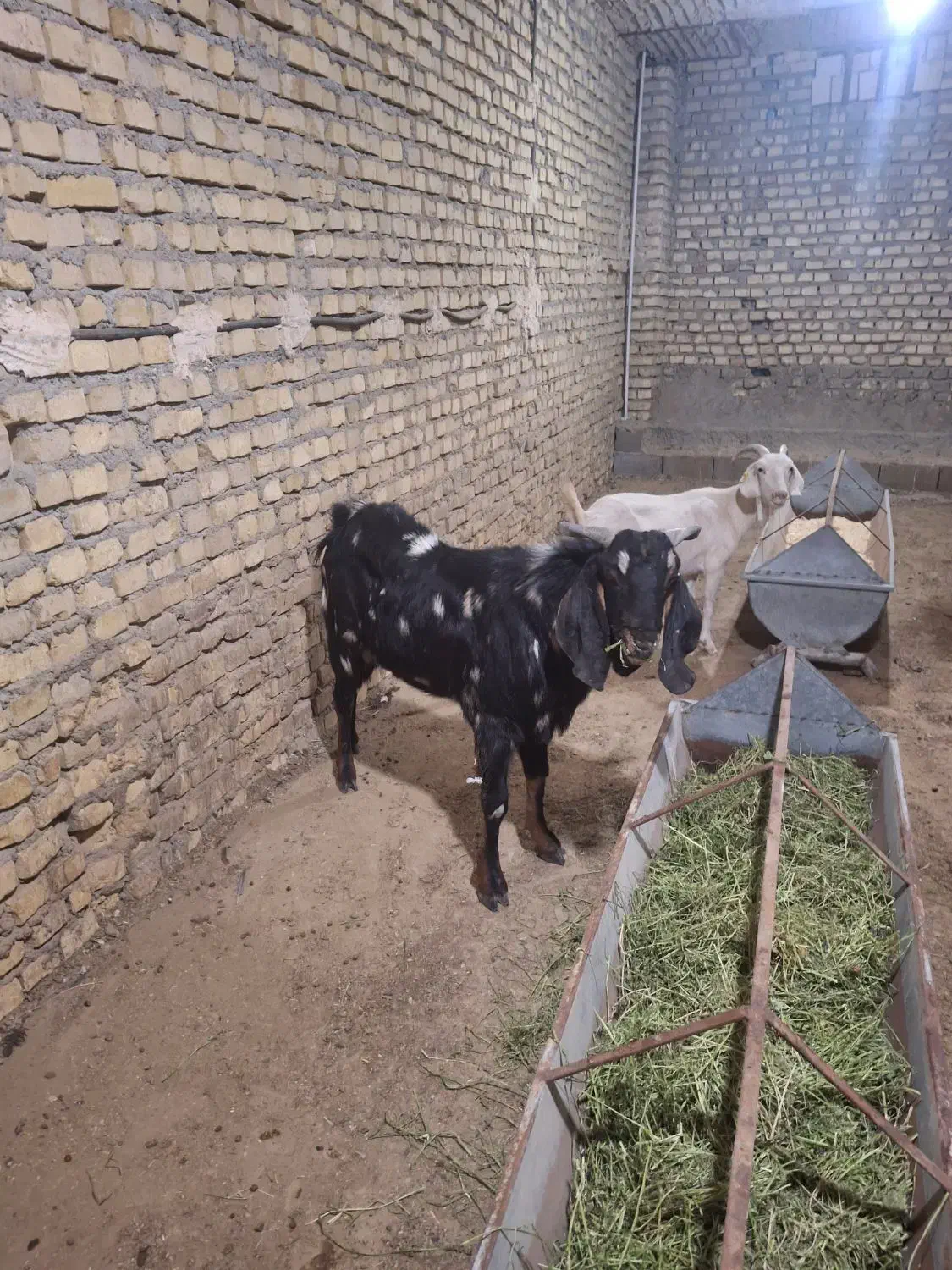 یکی نربز پاکستانی اصل یک سالونیمه خیلی شروروزن75|حیوانات مزرعه|مهریز, |دیوار