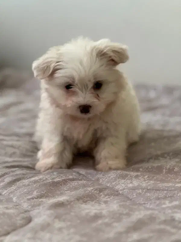 واگذاری سگ شیتزو|سگ|تهران, نیروی هوایی (پیروزی)|دیوار