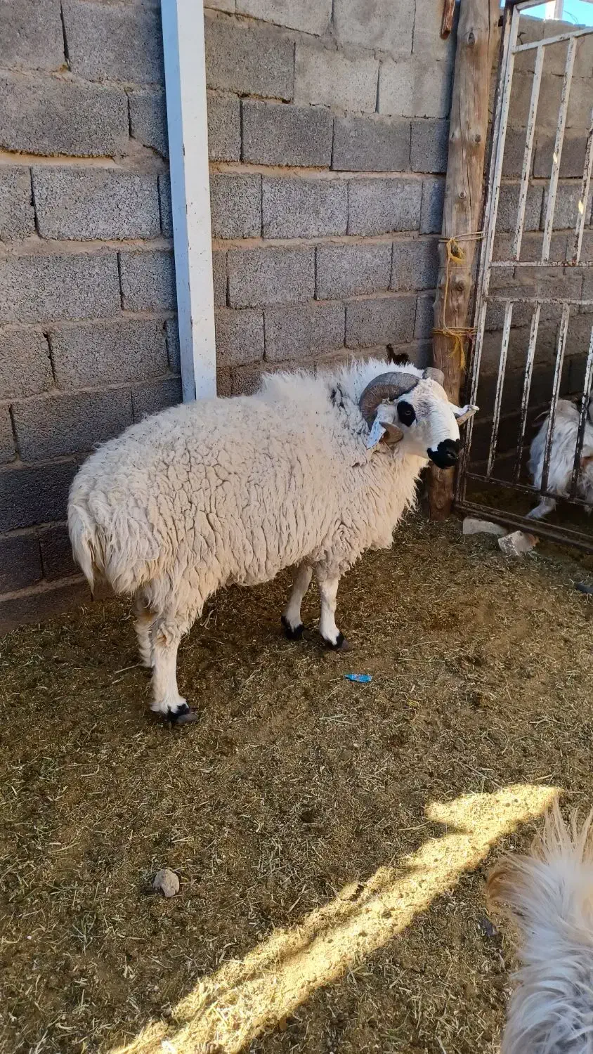 قوچ برای قورمه|حیوانات مزرعه|سیرجان, |دیوار