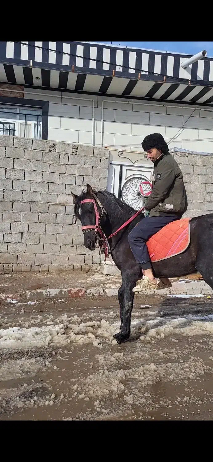 اسب نریان|اسب و تجهیزات اسب‌سواری|بستان آباد, |دیوار