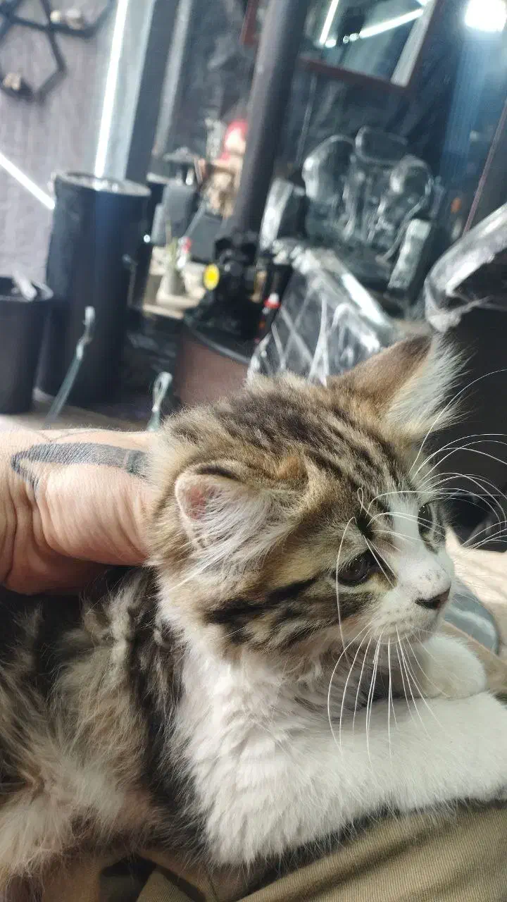 پرشین دوعدد واگذاری رایگان مکاننمین|گربه|اردبیل, |دیوار