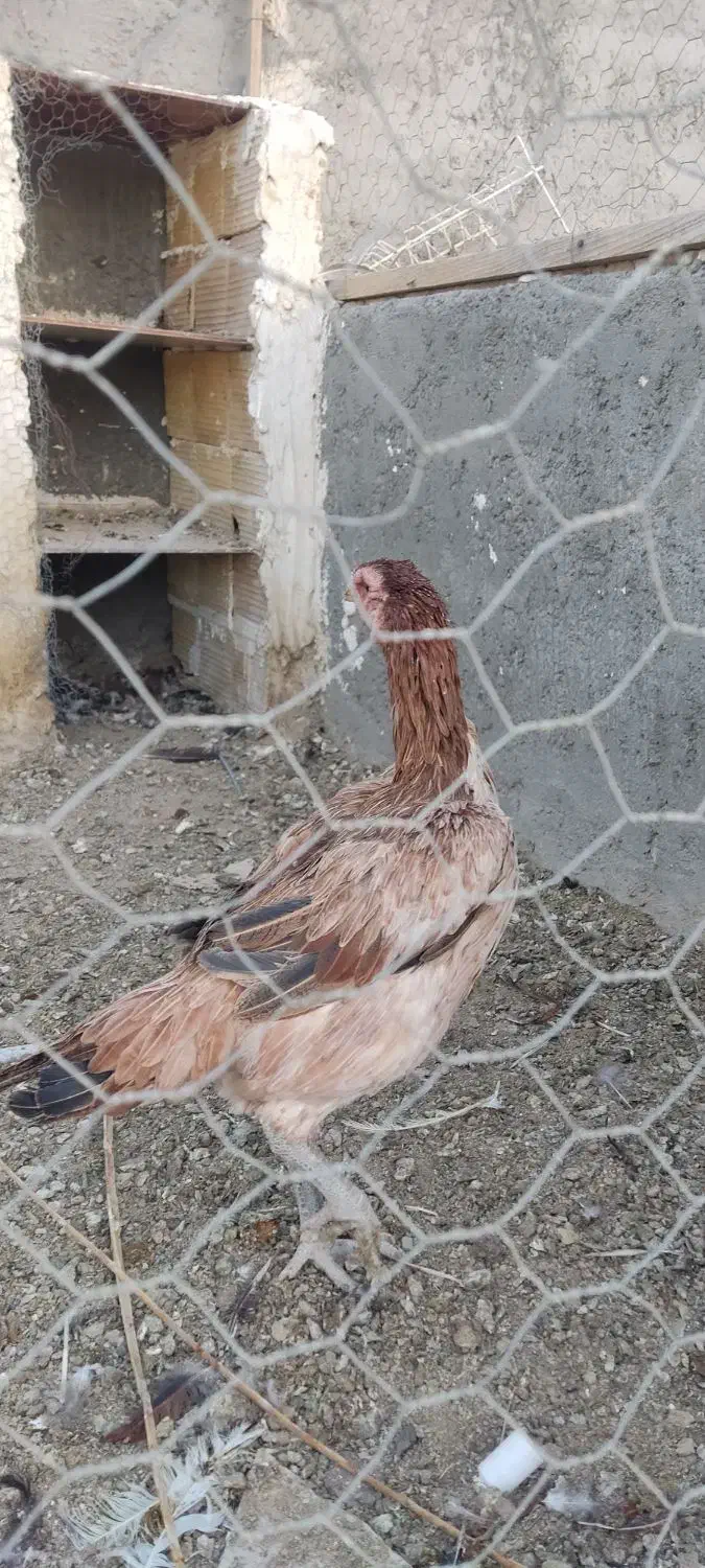 دو عدد خروس و سه عدد مرغ به همراه دو عدد جوجه مرغ|حیوانات مزرعه|زاهدان, |دیوار