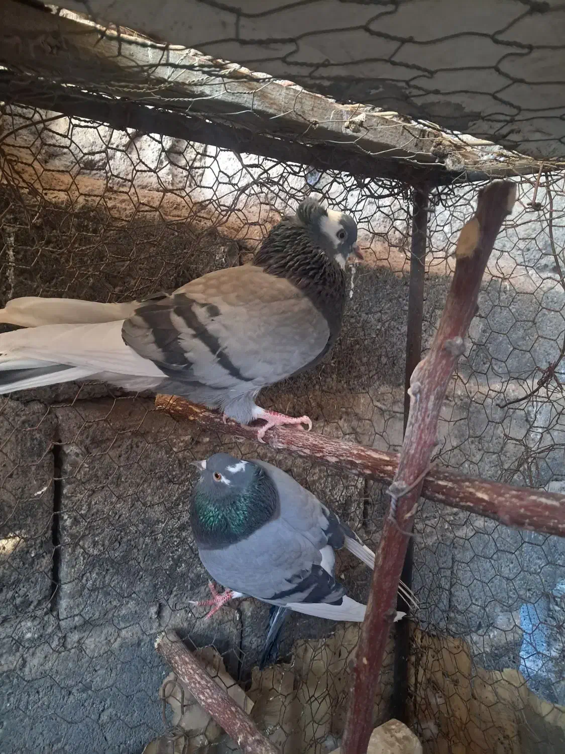 کبوتر|پرنده|سیرجان, |دیوار