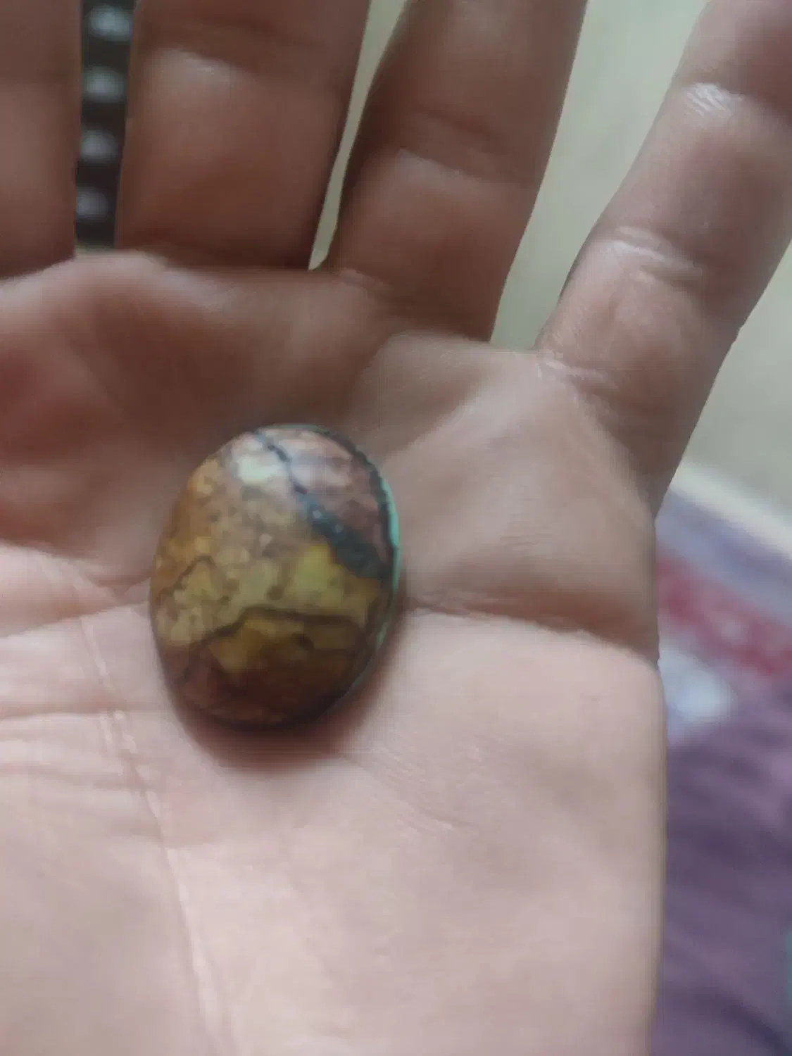 باباقوری سه پوست کلکسیونی|جواهرات|سمنان, |دیوار