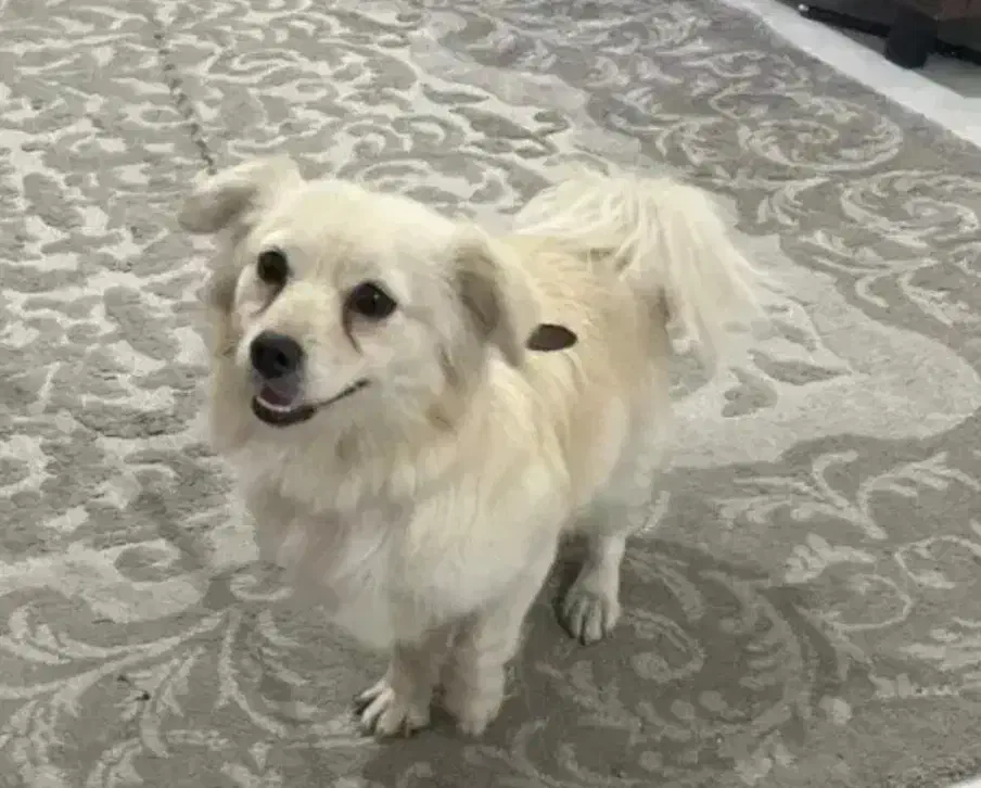 سگ پامر اشپیدز.|سگ|کرمان, |دیوار