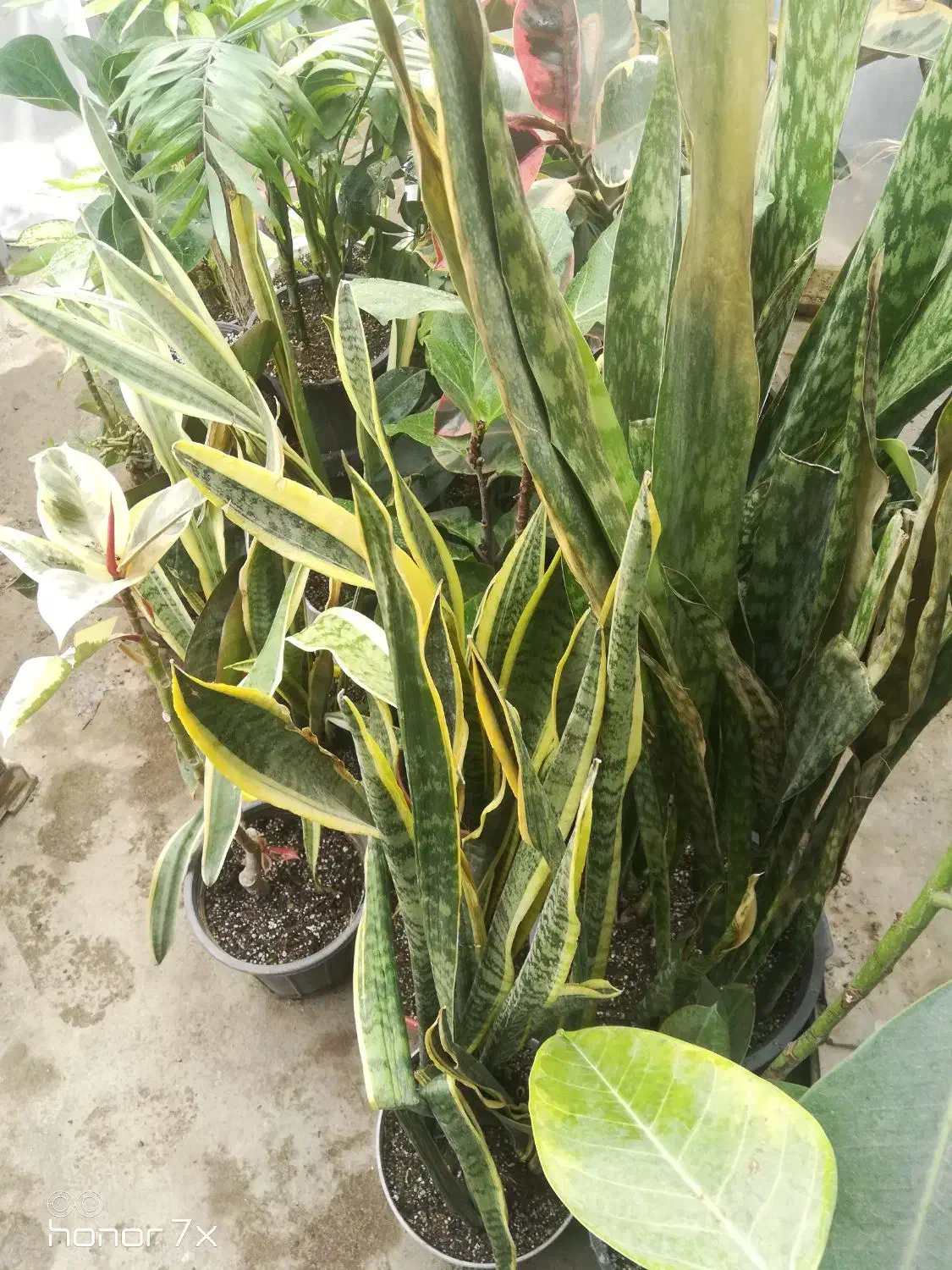 گیاهان آپارتمانی|گل و گیاه طبیعی|تهران, توحید|دیوار