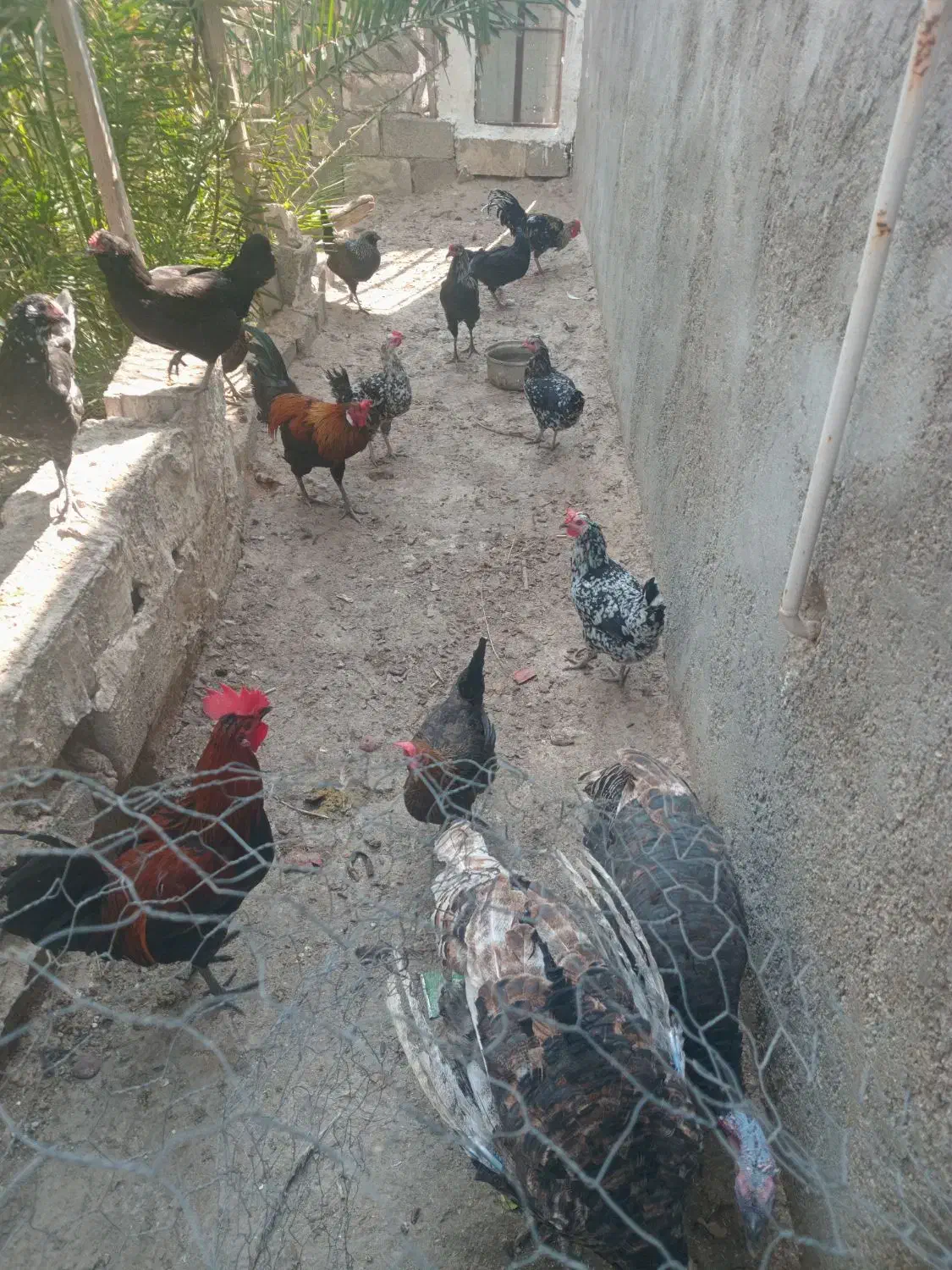 مرغ و خروس محلی|حیوانات مزرعه|اهرم, |دیوار