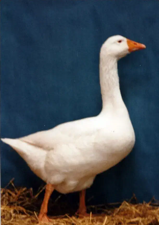 غاز|حیوانات مزرعه|ساوه, |دیوار