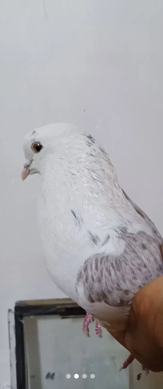 دوکت سرور ماده|پرنده|بومهن, |دیوار