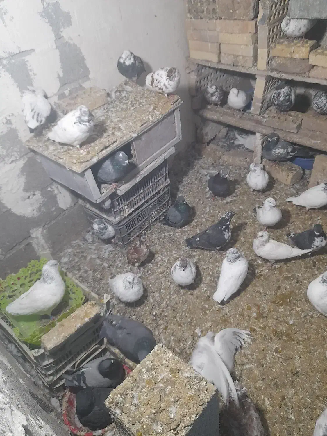 کبوترپرشی|پرنده|خلخال, |دیوار