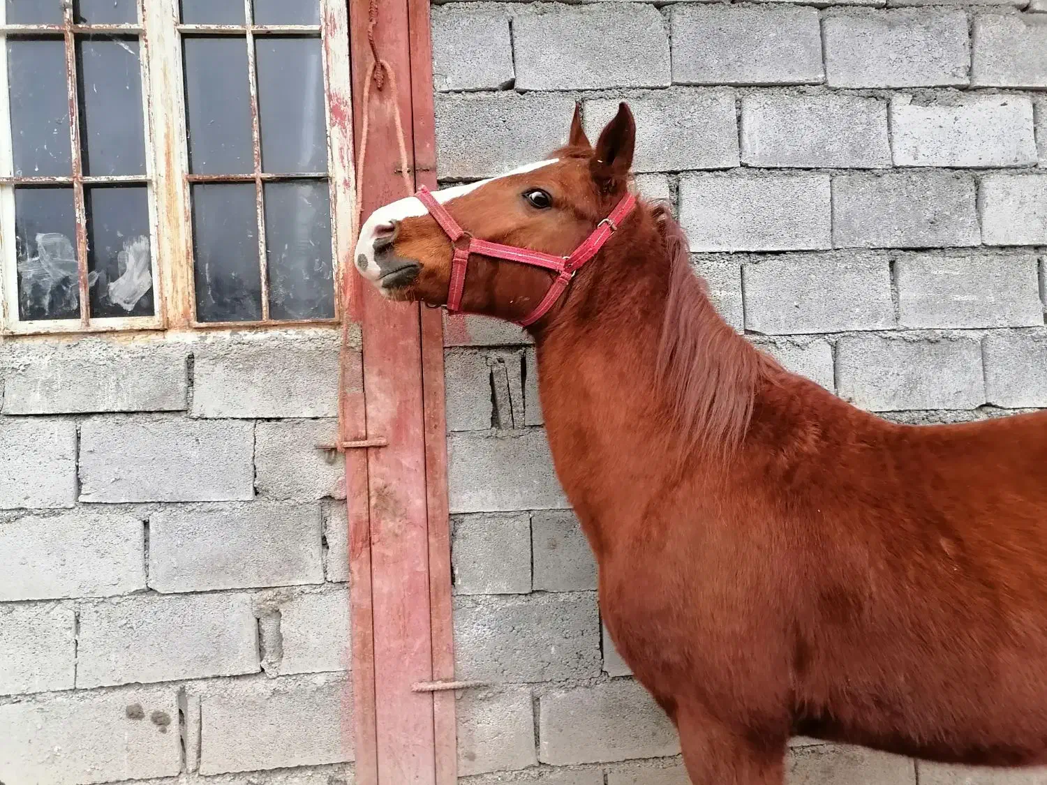 اسب کورد|اسب و تجهیزات اسبسواری|جوانرود, |دیوار