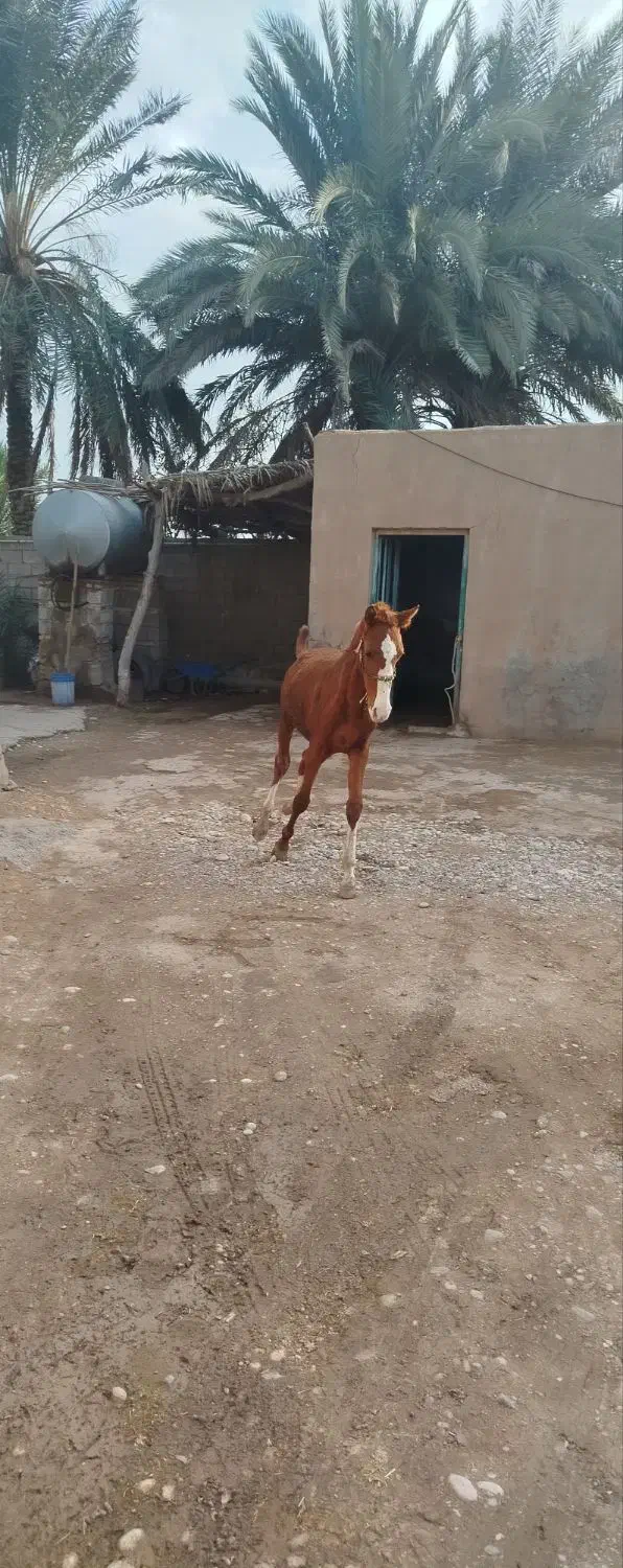 نریان|اسب و تجهیزات اسب‌سواری|شوشتر, |دیوار