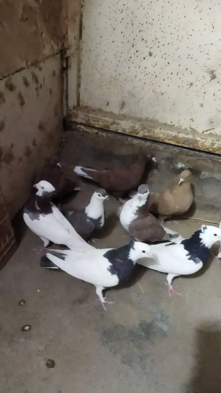 کفتر رنگه|پرنده|سبزوار, جهاد کشاورزی|دیوار