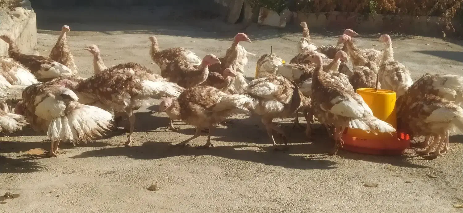 بوقلمون ارگانیک تحویل درب منزل|حیوانات مزرعه|سنندج, |دیوار