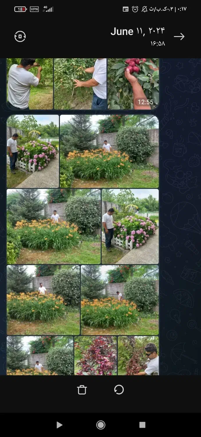 باغبانی ،درخت کاری هرس حرفه ای|خدمات باغبانی و درختکاری|لاهیجان, کوی استادان|دیوار