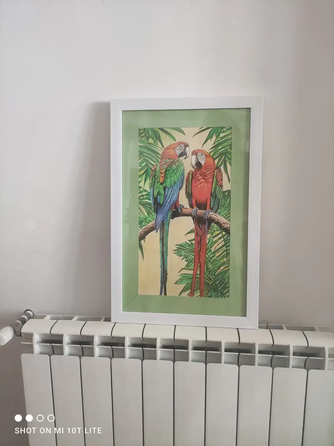 تابلو طوطی|تابلو، نقاشی، عکس|کرمان, |دیوار