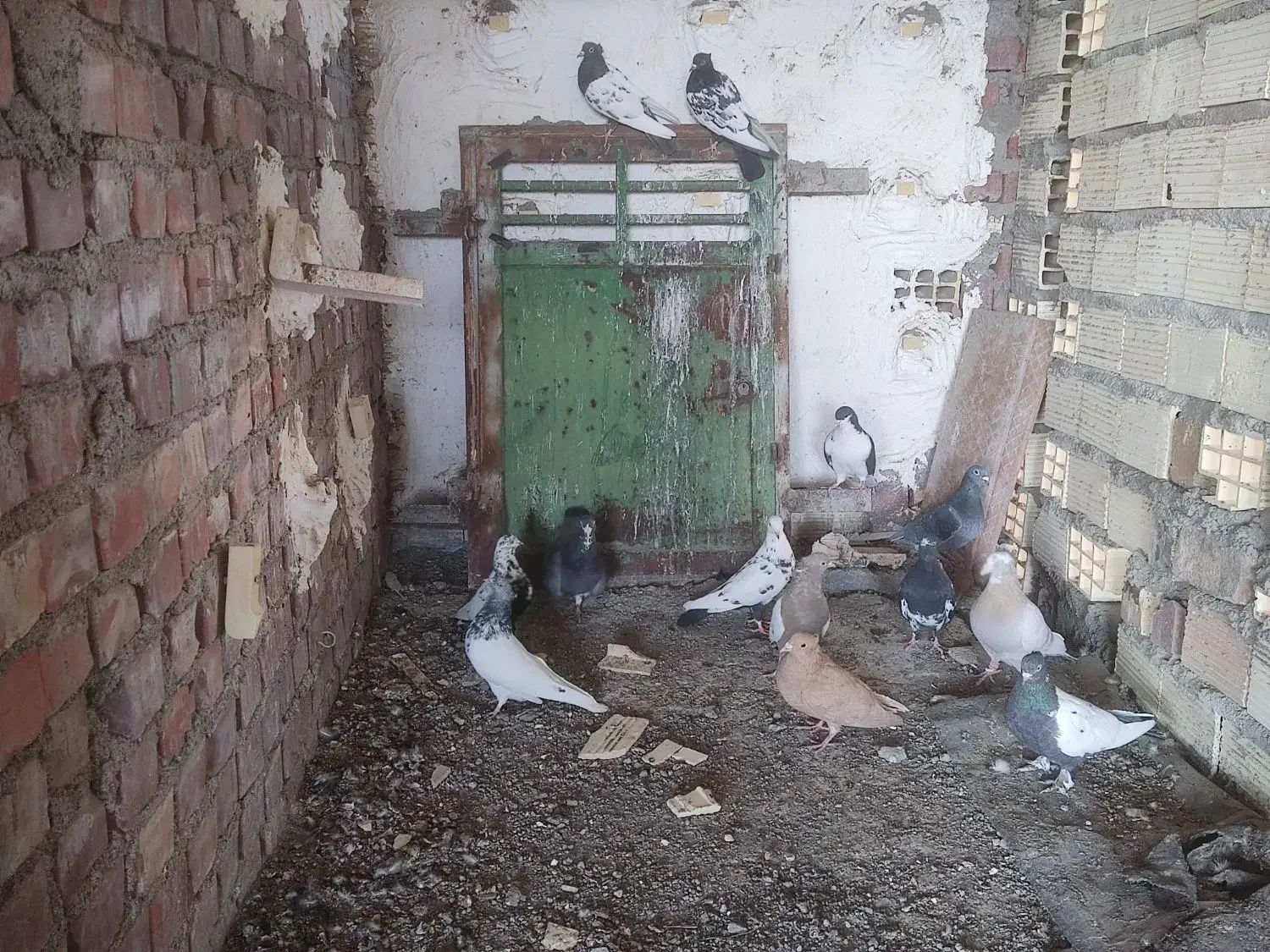 سلام تعدای کبوتر|پرنده|رفسنجان, |دیوار