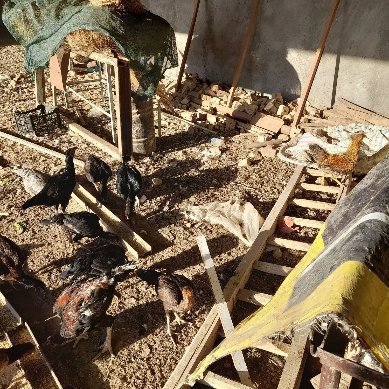 مرغ و خروس و غاز و بوقلمون|حیوانات مزرعه|نیشابور, گنبد سبز|دیوار