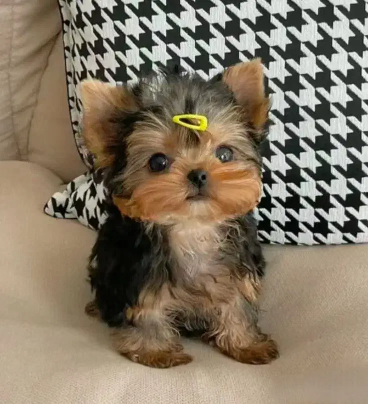 سگ آپارتمانی نژاد یورکشایر|سگ|محمدشهر, محمدشهر|دیوار