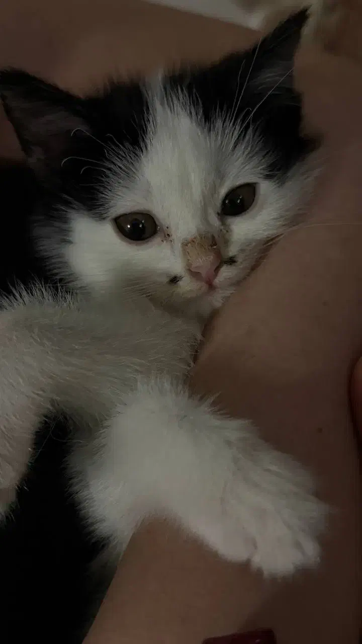 بچه گربه گم شده|حیوانات|تهران, سعادتآباد|دیوار