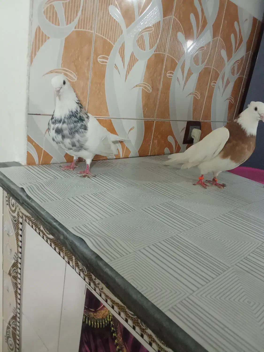 طوقی|پرنده|تبریز, |دیوار