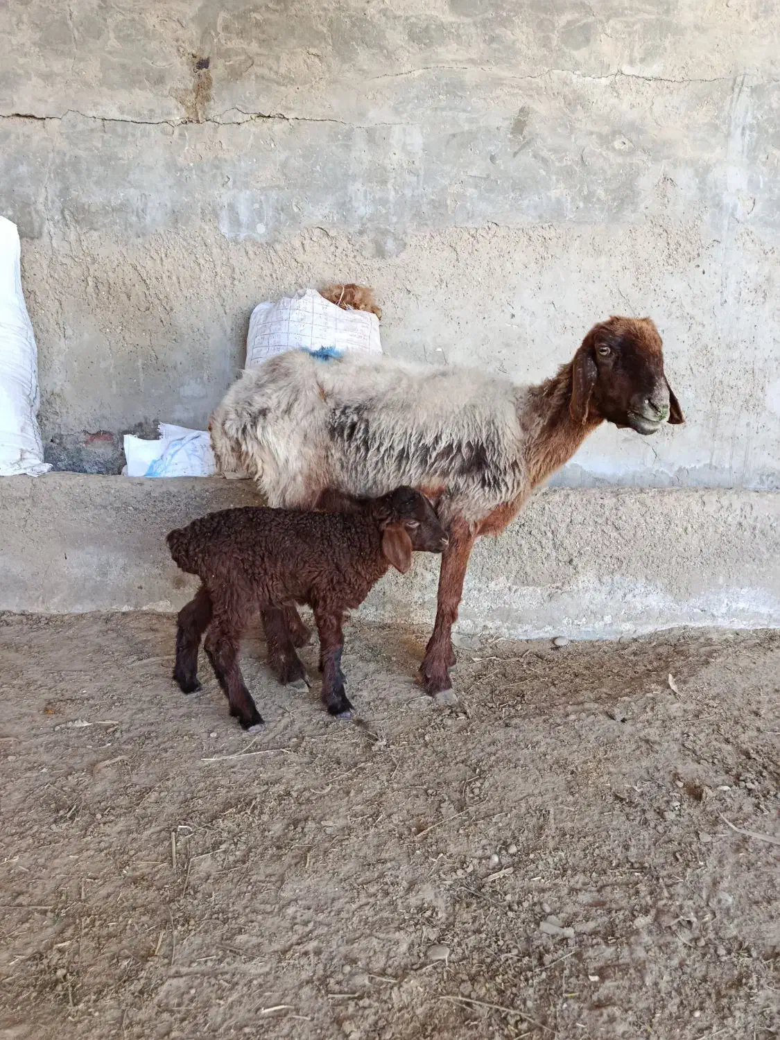 میش.جوان بره دار با نر بره جنس بالا|حیوانات مزرعه|گنبد کاووس, |دیوار