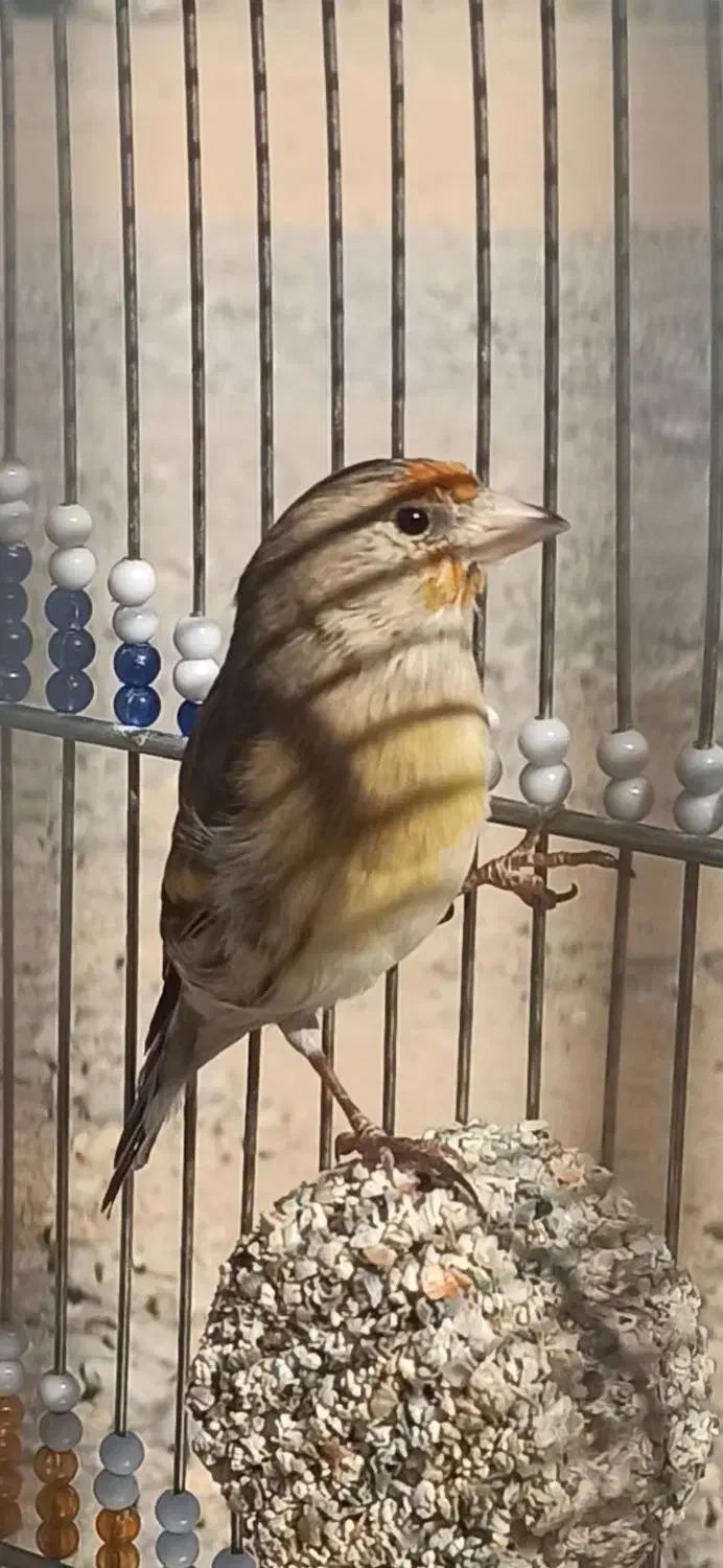 دو عدد سهره قناری|پرنده|شاهین‌شهر, شهرک ردانی پور|دیوار