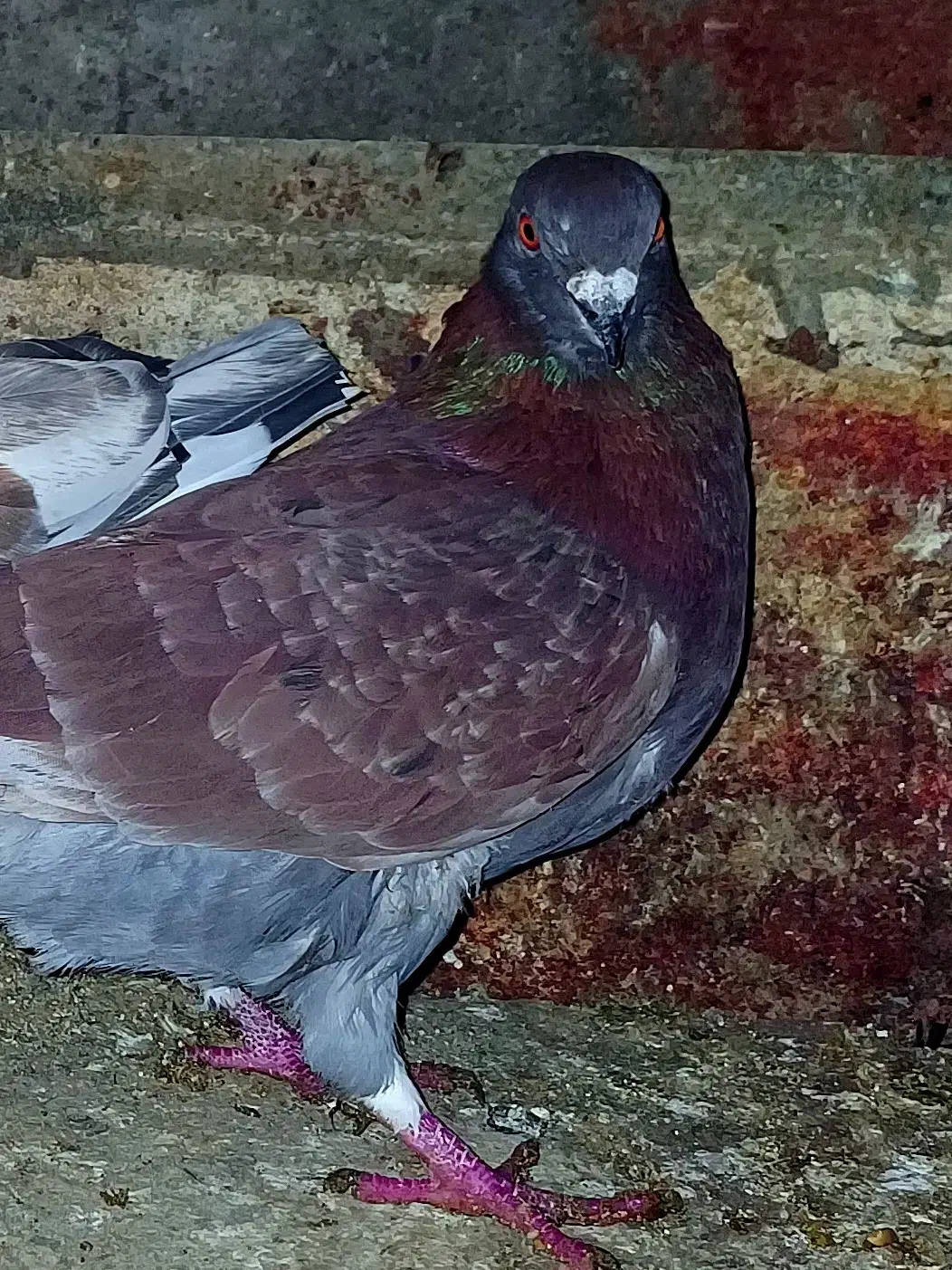 کبوتر سالم 150|پرنده|آستانه اشرفیه, |دیوار