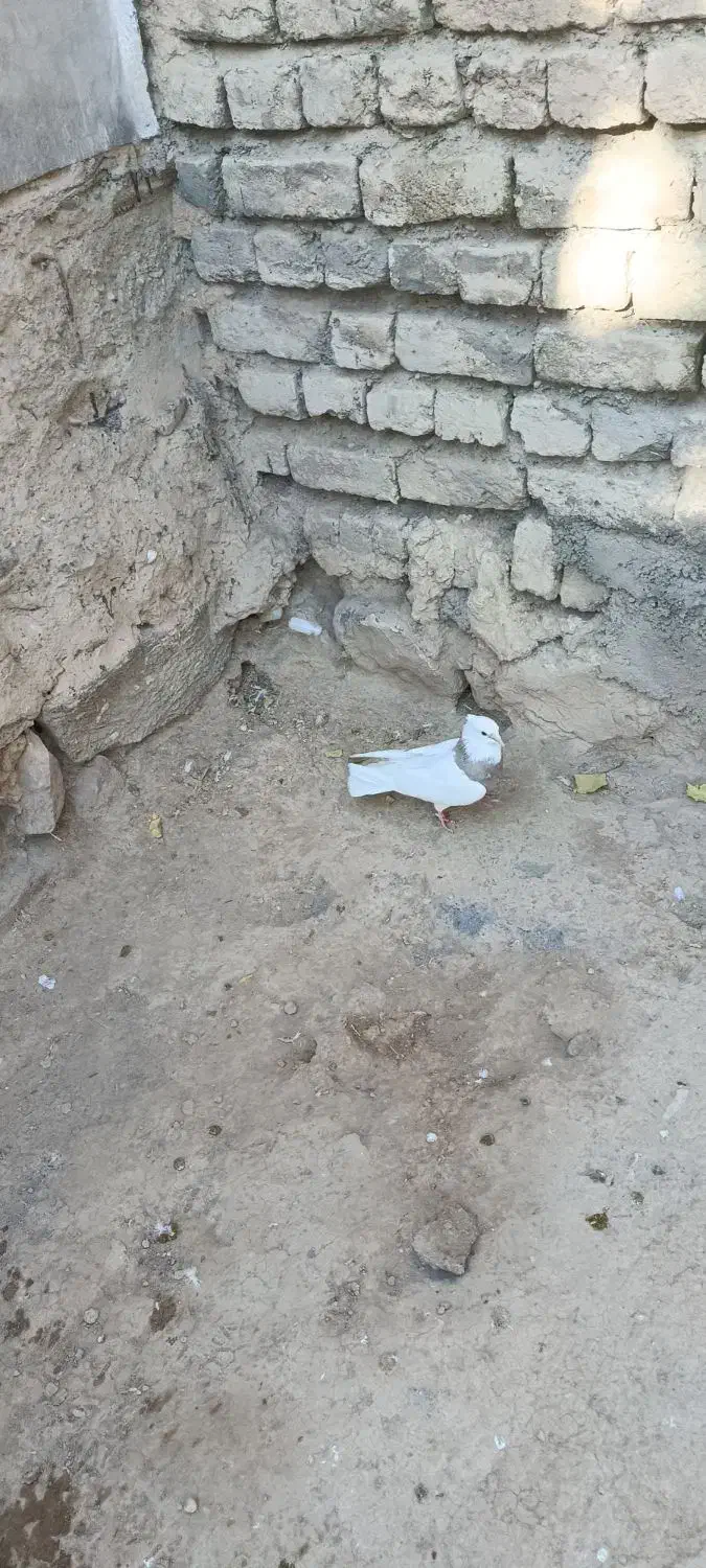 کبوتر طوقی  نر|پرنده|داران, |دیوار