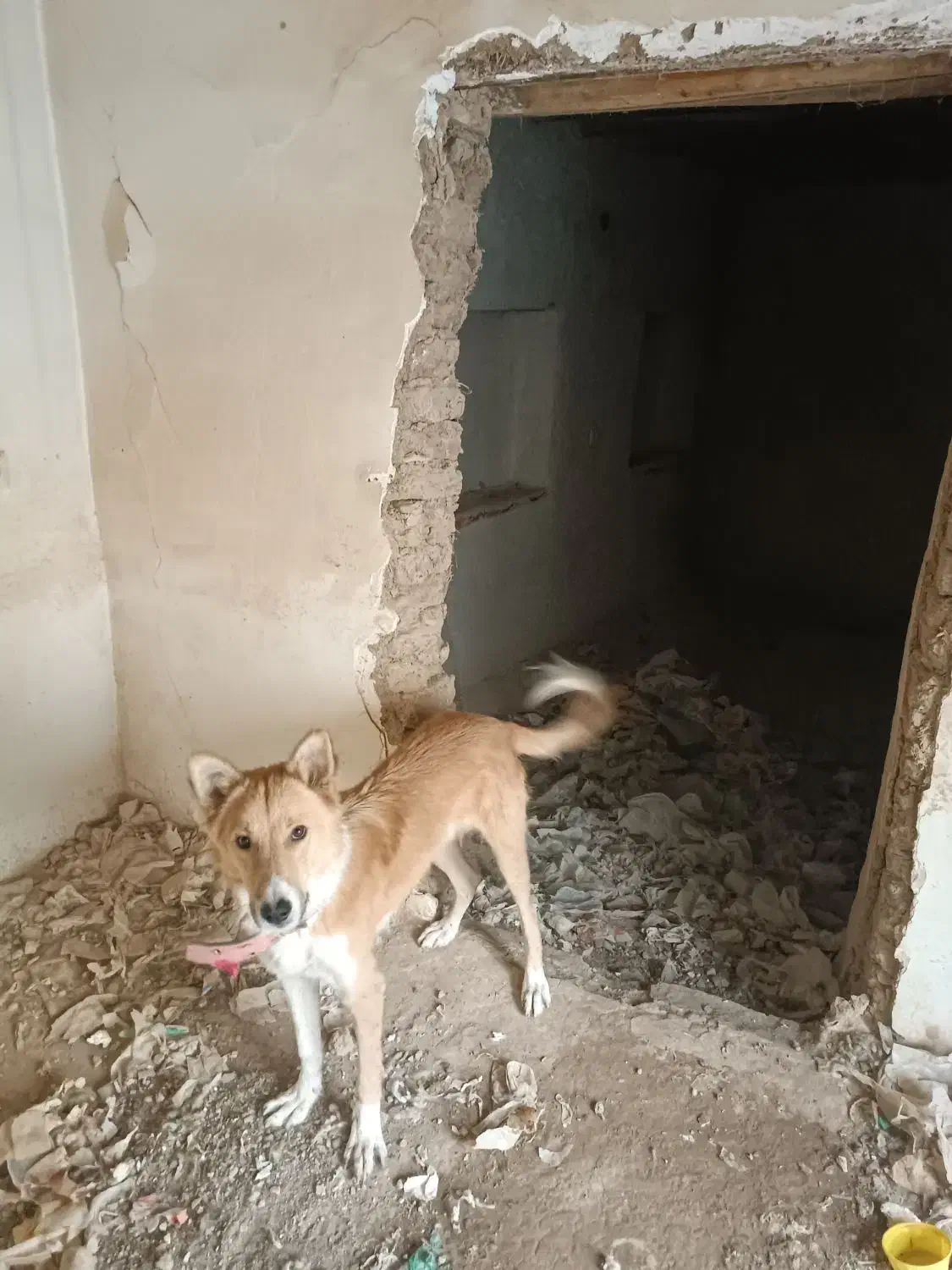 سگ نر،|سگ|سنندج, |دیوار