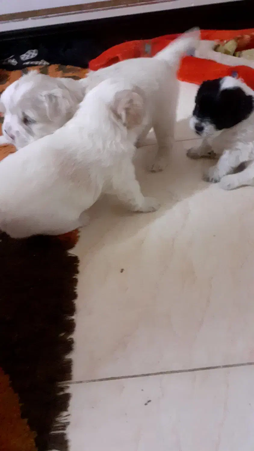 شیتزو بهمراه توله|سگ|خمینی‌شهر, |دیوار