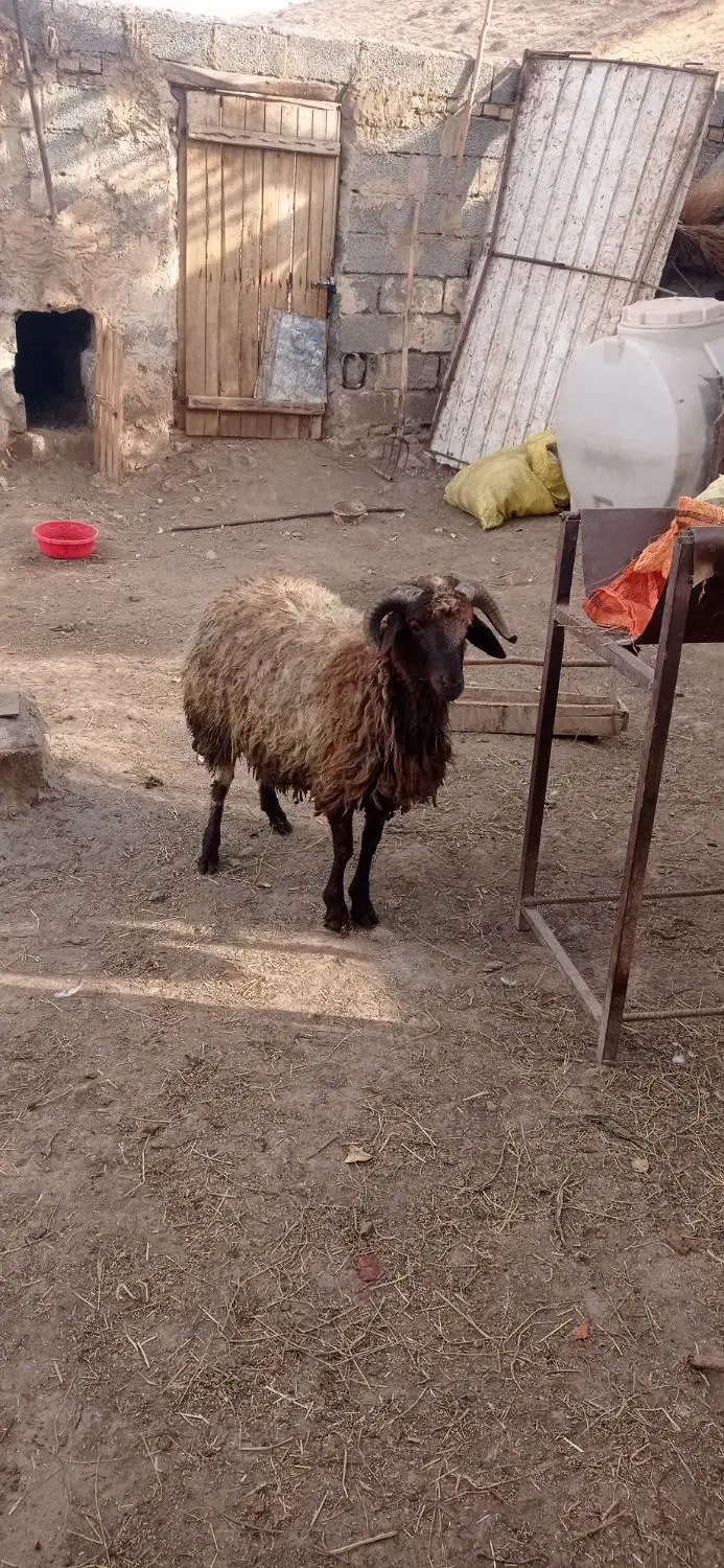 یک عدد بره نر|حیوانات مزرعه|خوی, |دیوار