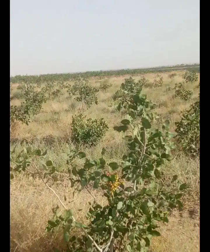 زمین فروشی باغ پسته|فروش زمین و ملک کلنگی|زاوه, |دیوار