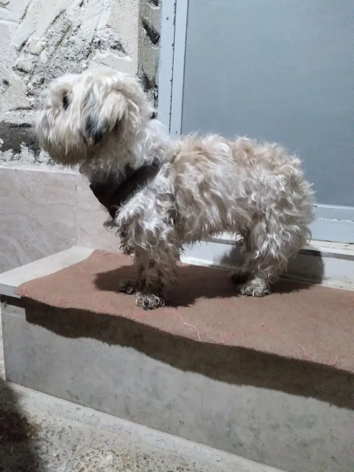 سگ پشمالو ماده|سگ|خرم‌آباد, |دیوار