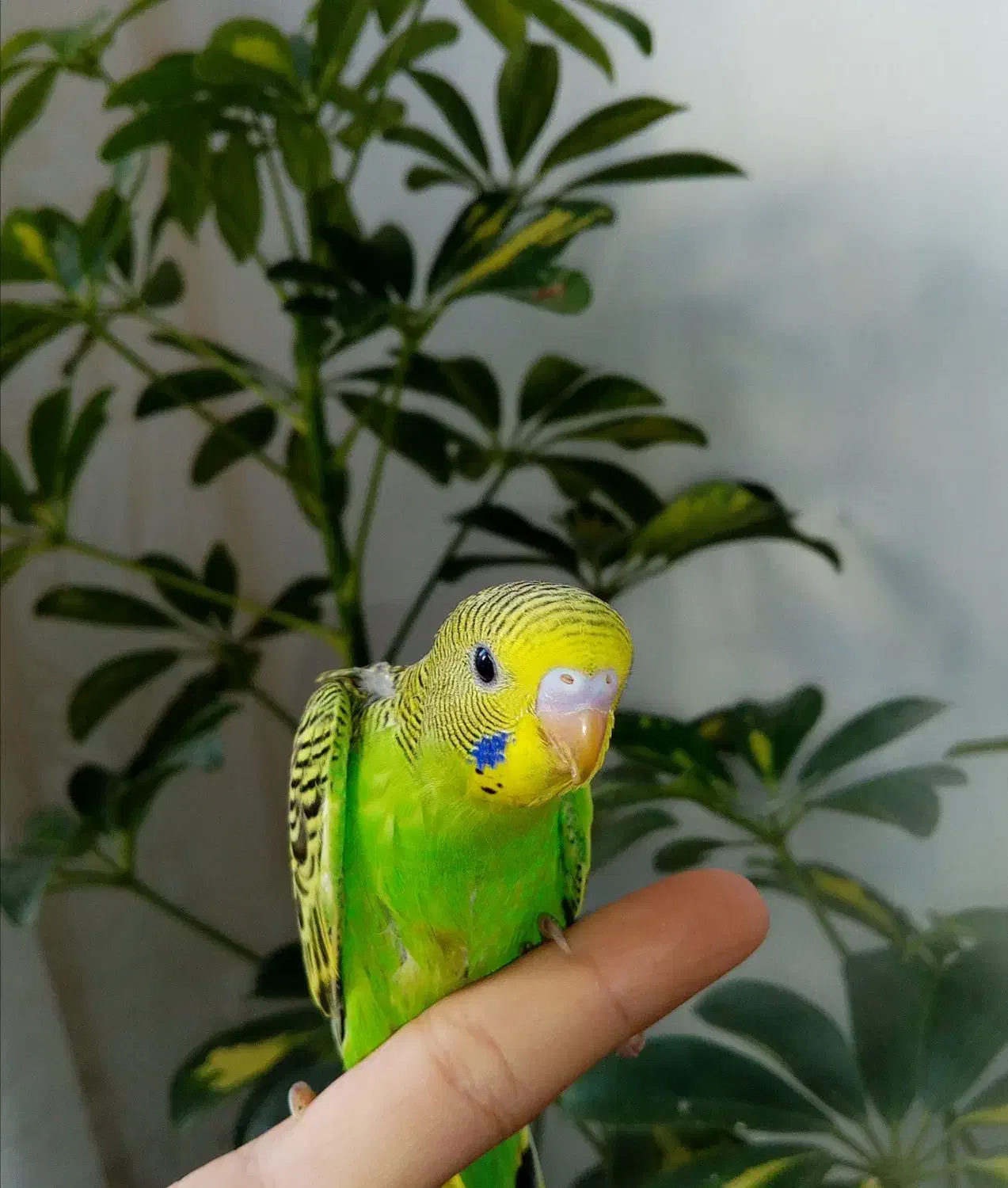 مرغ عشق دستی|پرنده|خمینی‌شهر, |دیوار