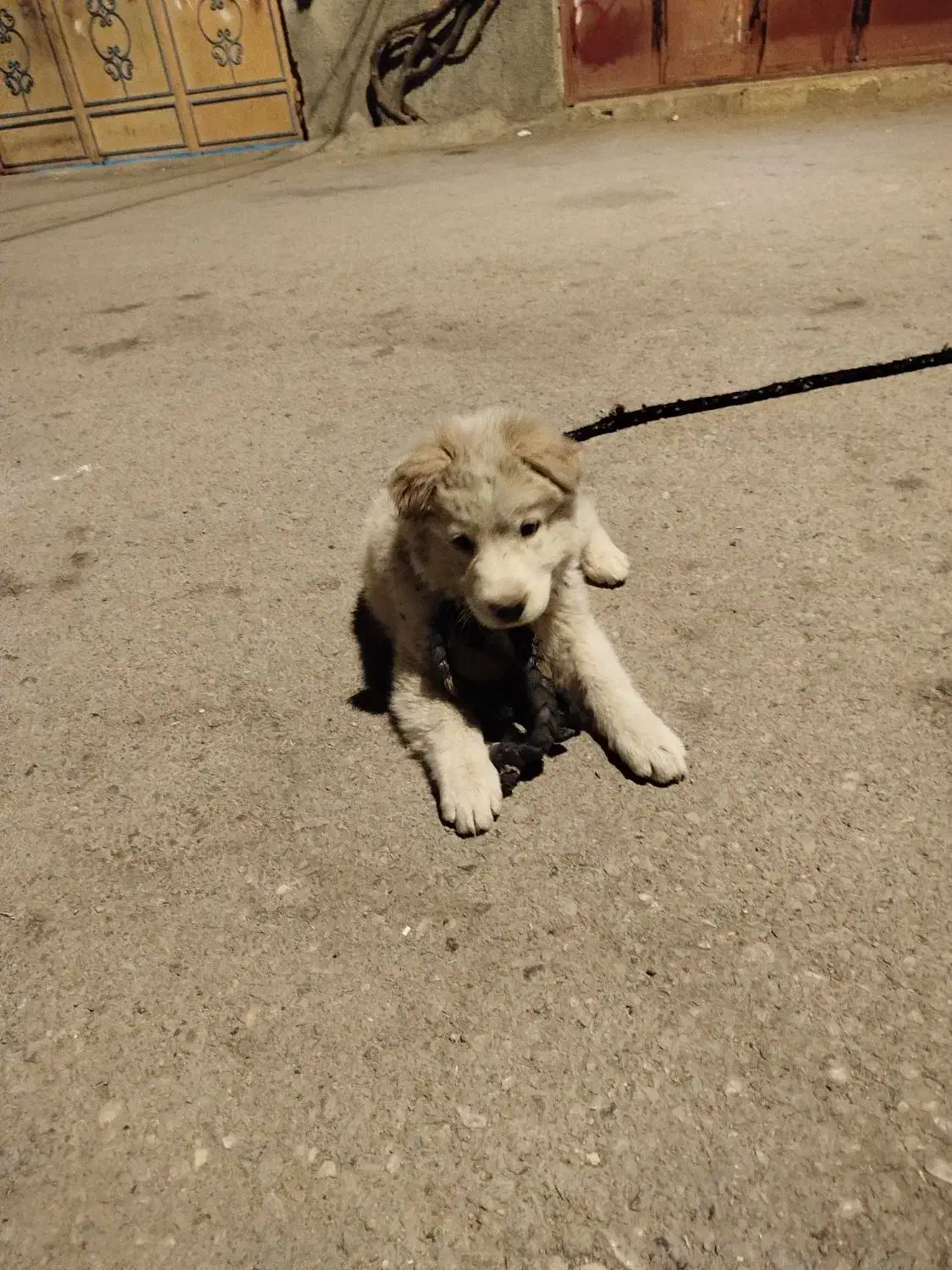 پامر خرسی قیمت ۱۵۰۰۰۰۰|سگ|یاسوج, |دیوار