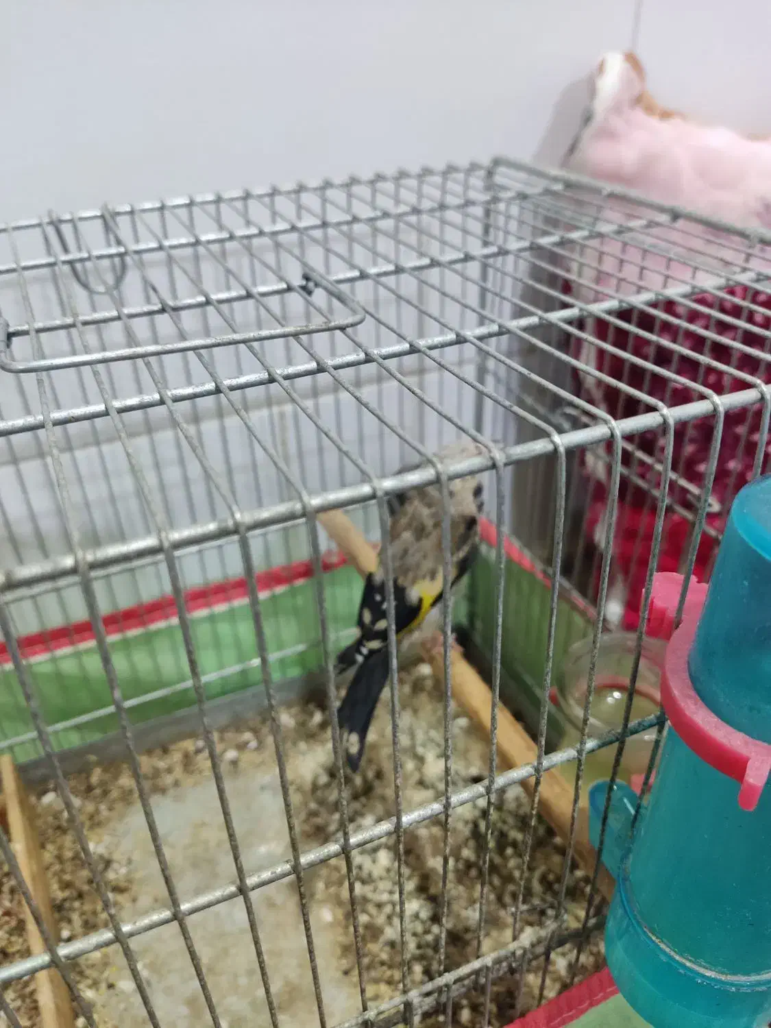 قناری|پرنده|برازجان, |دیوار