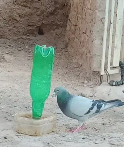 کبوتر|پرنده|پسکوه, |دیوار